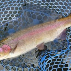 シビアなアタリを掛ける ～岡崎トラウトポンド～